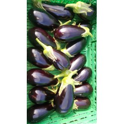 Aubergine Noir