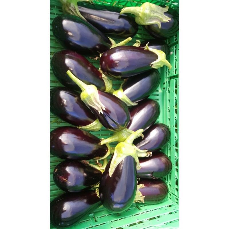 Aubergine Noir