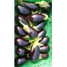 Aubergine Noir